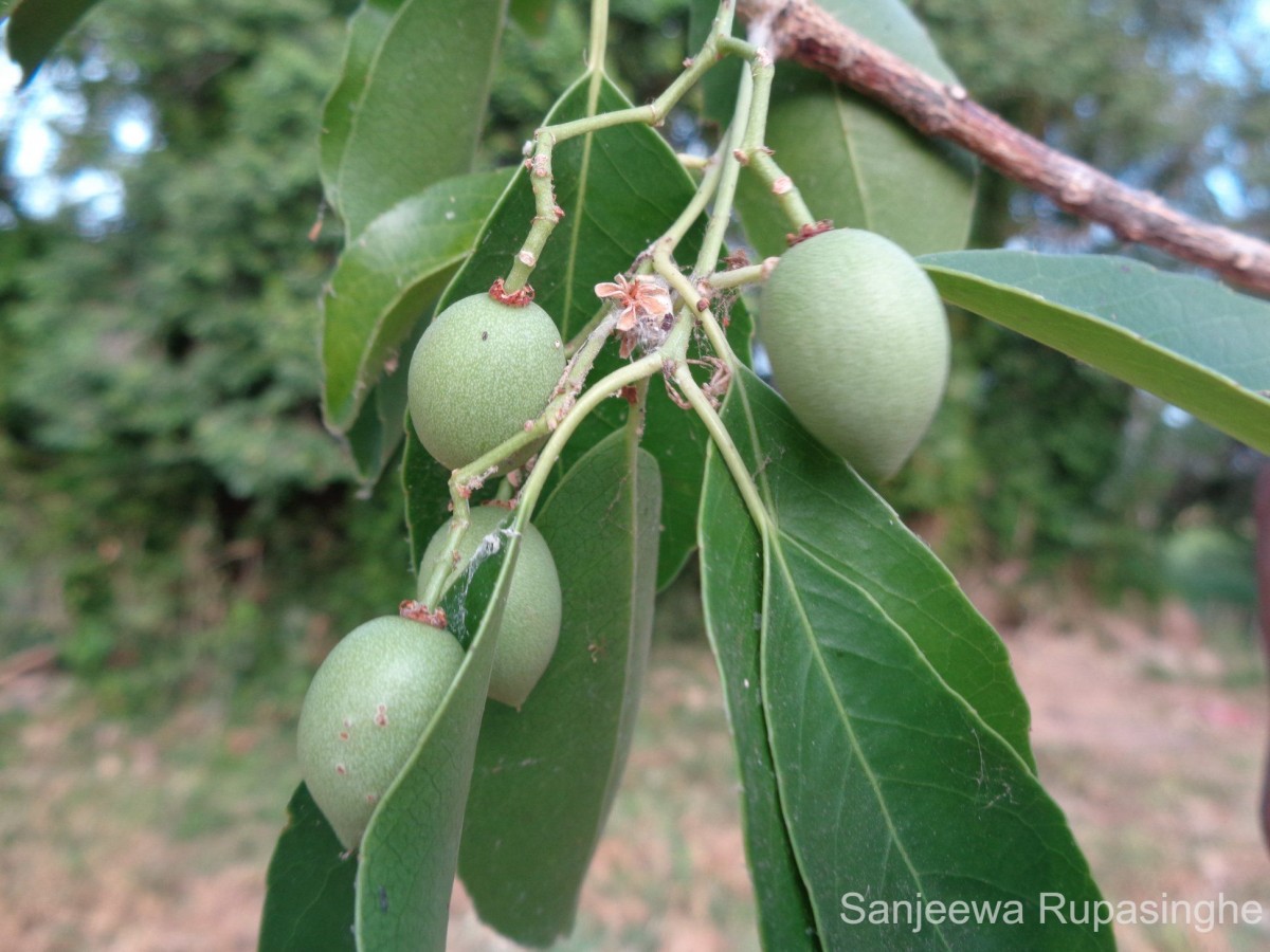 Elaeodendron glaucum (Rottb.) Pers.